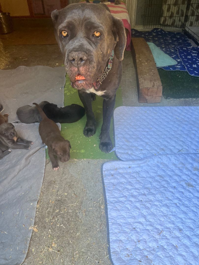 Paris, a Adopted Cane Corso in Bothell, WA image 1/3