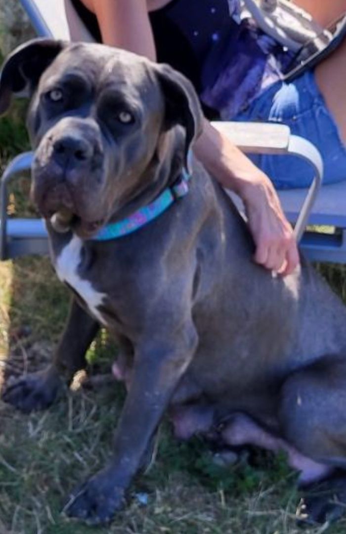 Paris, a Adopted Cane Corso in Bothell, WA image 2/3