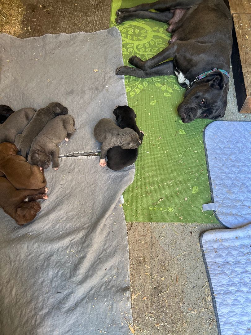 Paris, a Adopted Cane Corso in Bothell, WA image 3/3