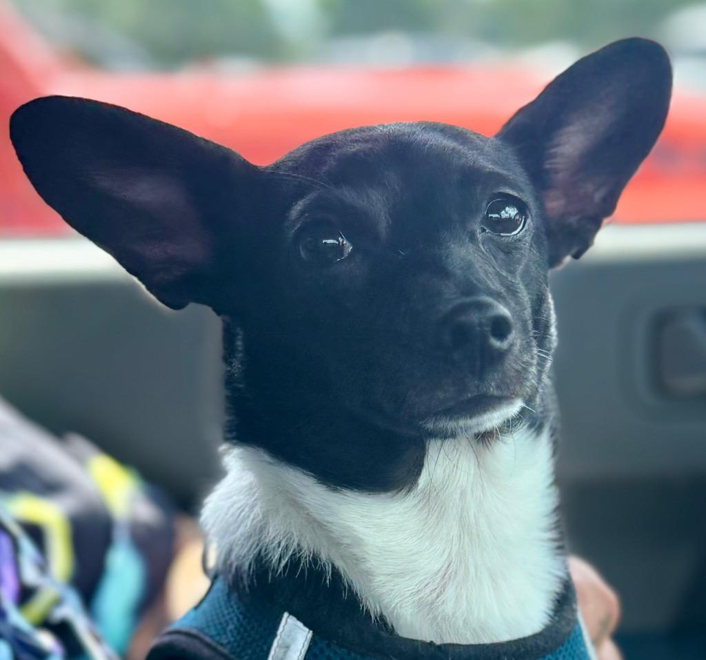 Peanut now Romeo, a Adopted Chihuahua in Crossville, TN image 1/6