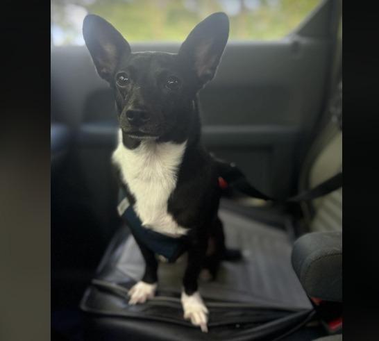 Peanut now Romeo, a Adopted Chihuahua in Crossville, TN image 2/6