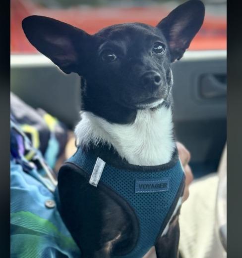 Peanut now Romeo, a Adopted Chihuahua in Crossville, TN image 3/6