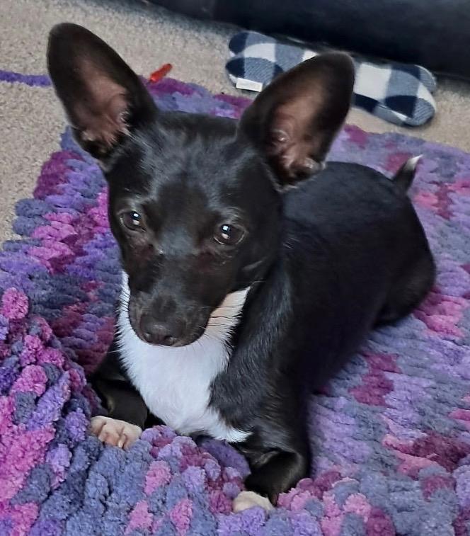 Peanut now Romeo, a Adopted Chihuahua in Crossville, TN image 4/6