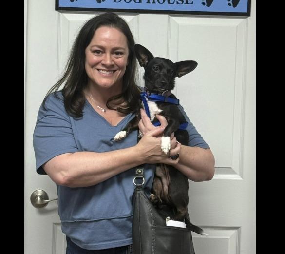 Peanut now Romeo, a Adopted Chihuahua in Crossville, TN image 5/6