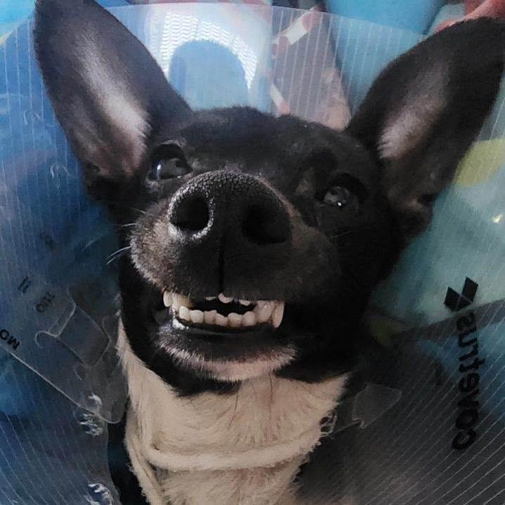 Peanut now Romeo, a Adopted Chihuahua in Crossville, TN image 6/6