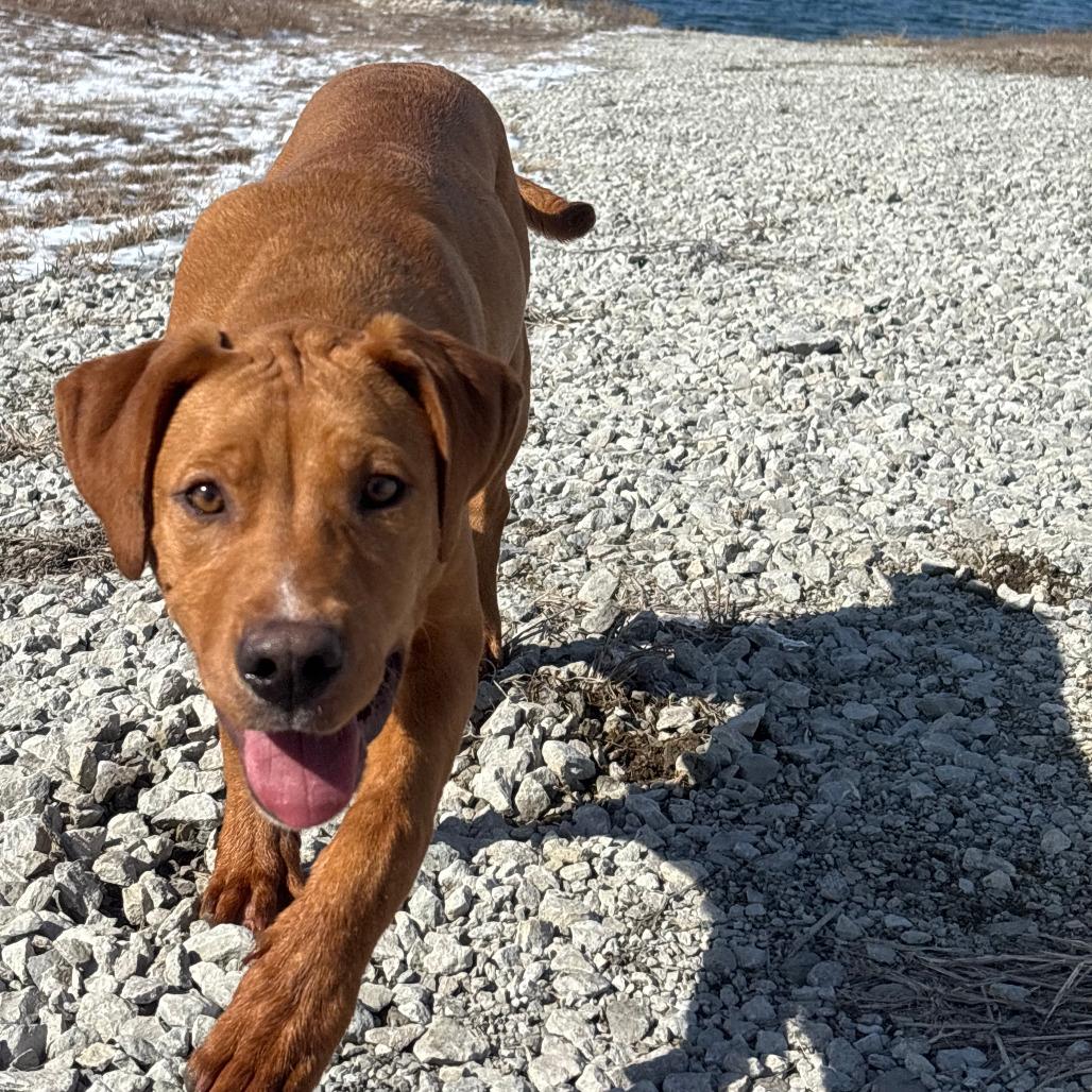 Enlarge Xbox, a Adoptable Mixed Breed in Boone, IA image 1/6