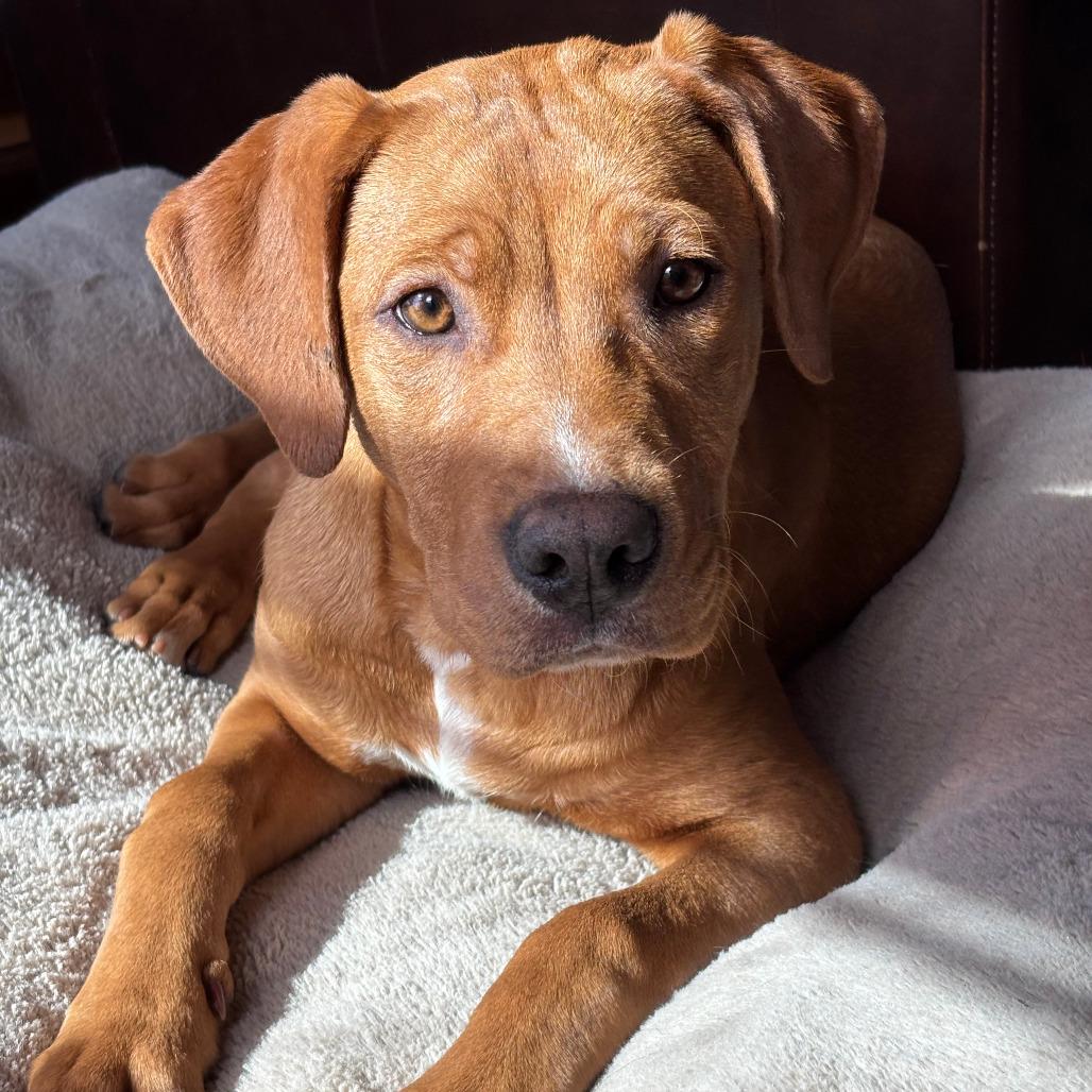 Enlarge Xbox, a Adoptable Mixed Breed in Boone, IA image 2/6