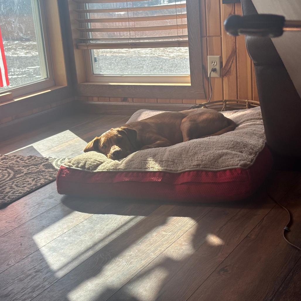 Enlarge Xbox, a Adoptable Mixed Breed in Boone, IA image 3/6