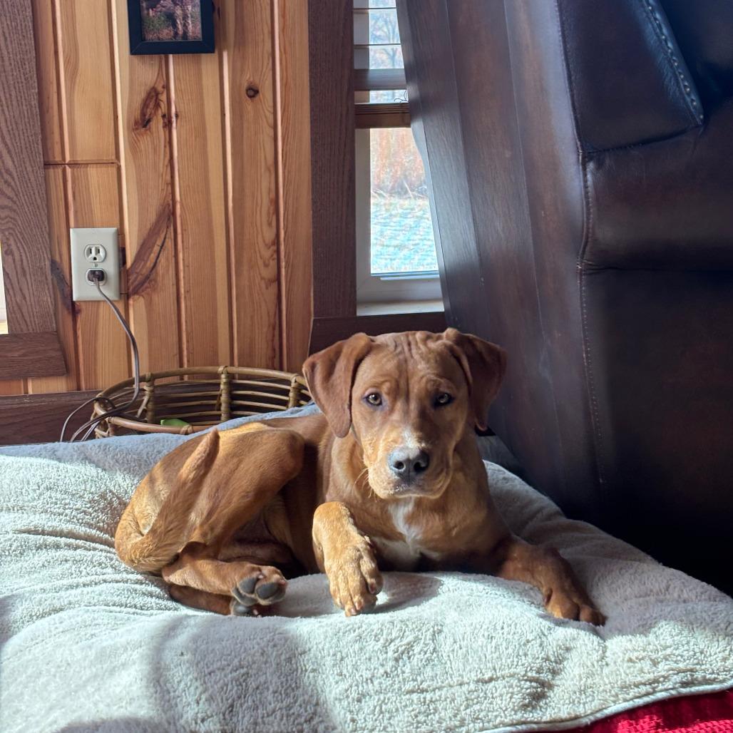 Enlarge Xbox, a Adoptable Mixed Breed in Boone, IA image 4/6
