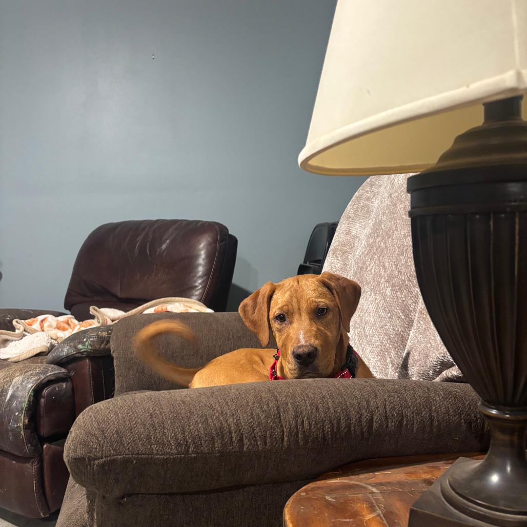 Enlarge Xbox, a Adoptable Mixed Breed in Boone, IA image 5/6