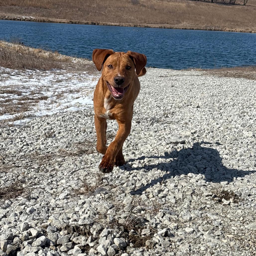Enlarge Xbox, a Adoptable Mixed Breed in Boone, IA image 6/6