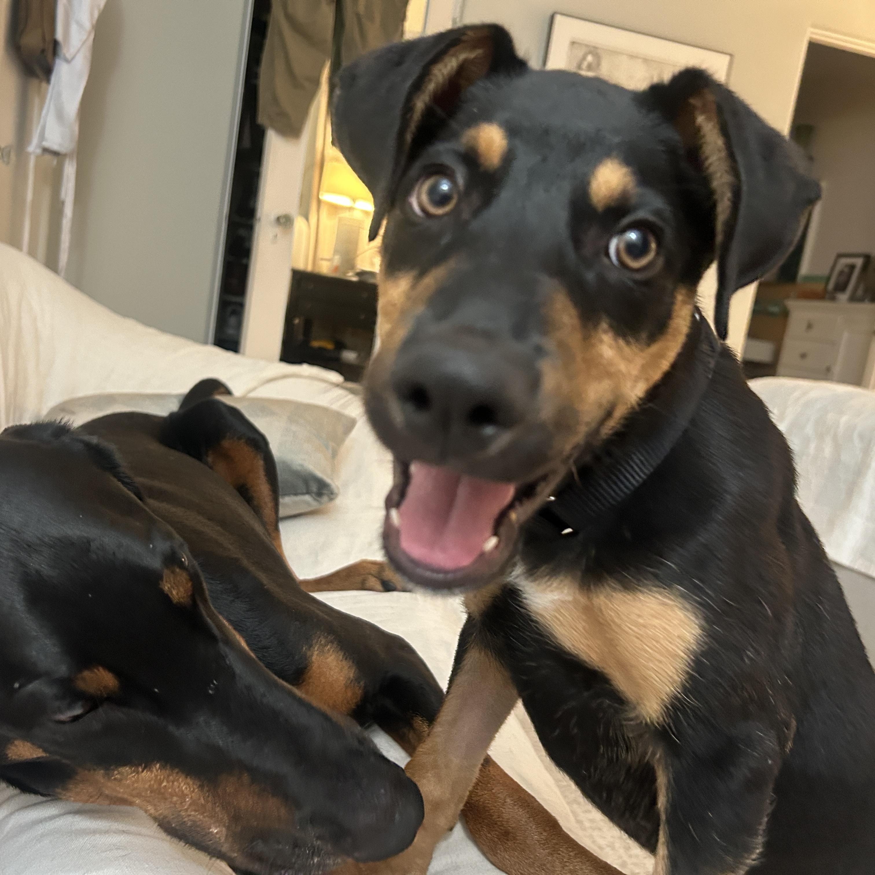 Enlarge Dibs, a ADOPTABLE mixed breed in Los Angeles, CA image 1/5