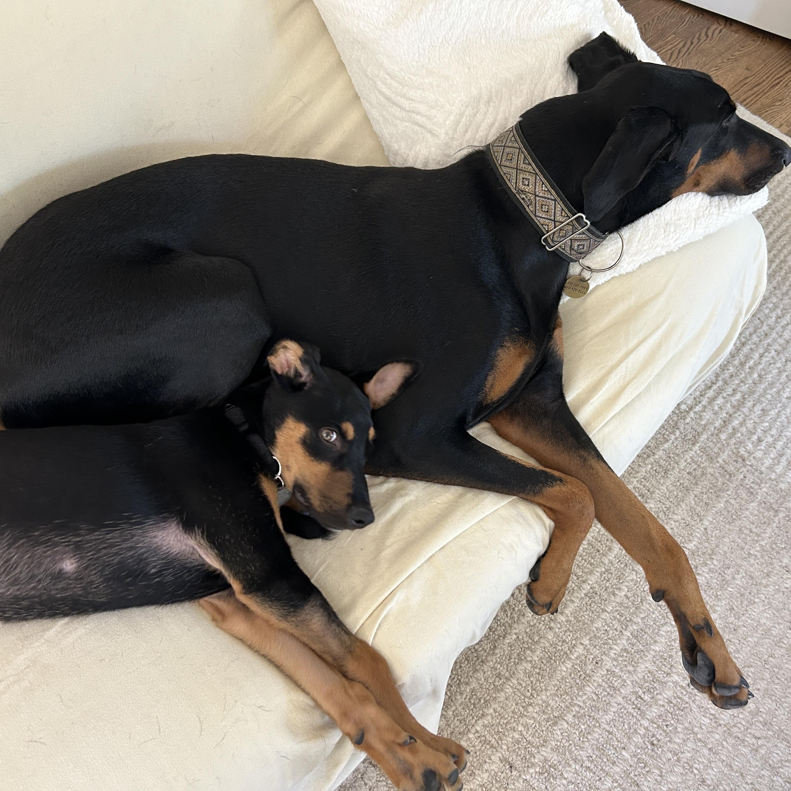 Enlarge Dibs, a ADOPTABLE mixed breed in Los Angeles, CA image 2/5