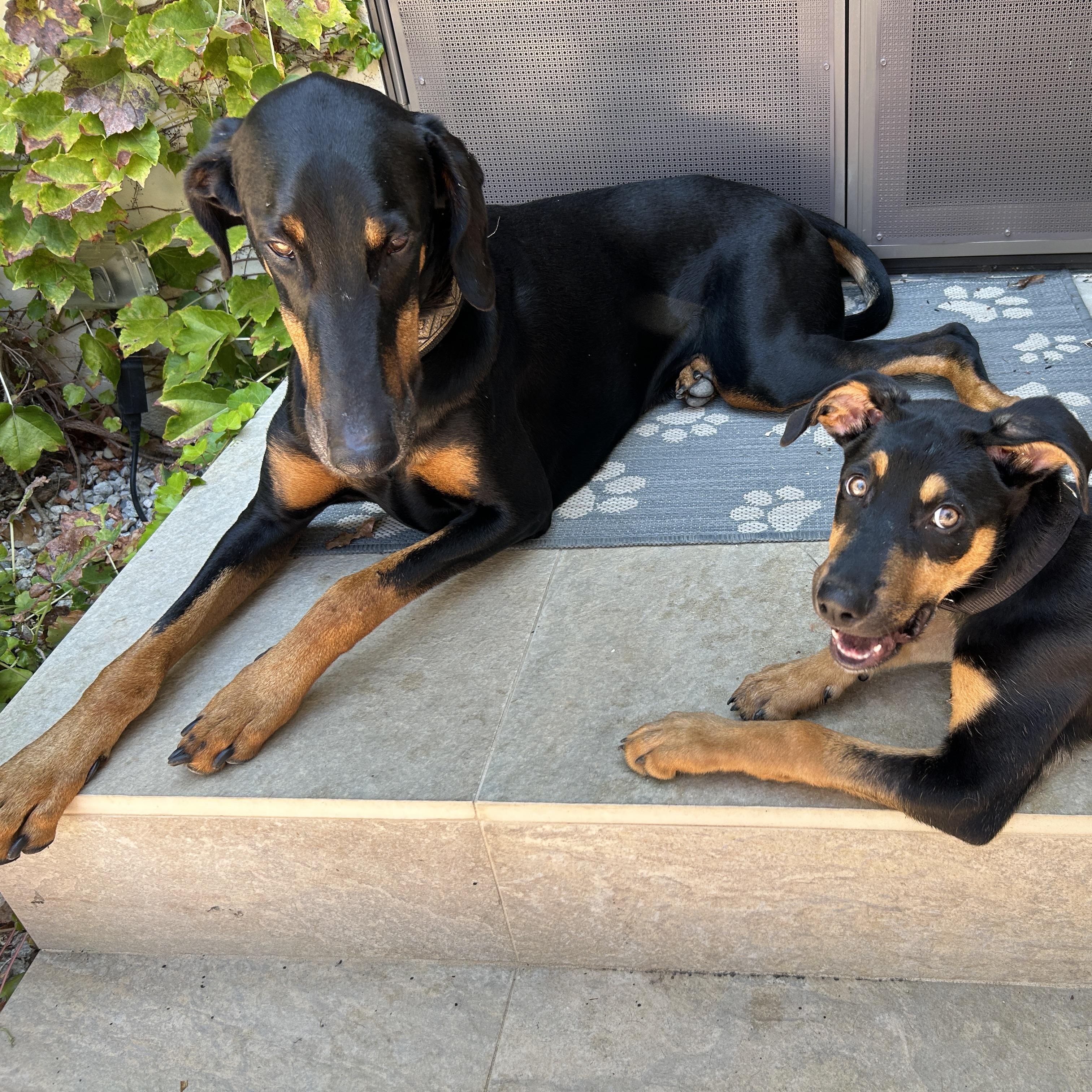 Enlarge Dibs, a ADOPTABLE mixed breed in Los Angeles, CA image 5/5