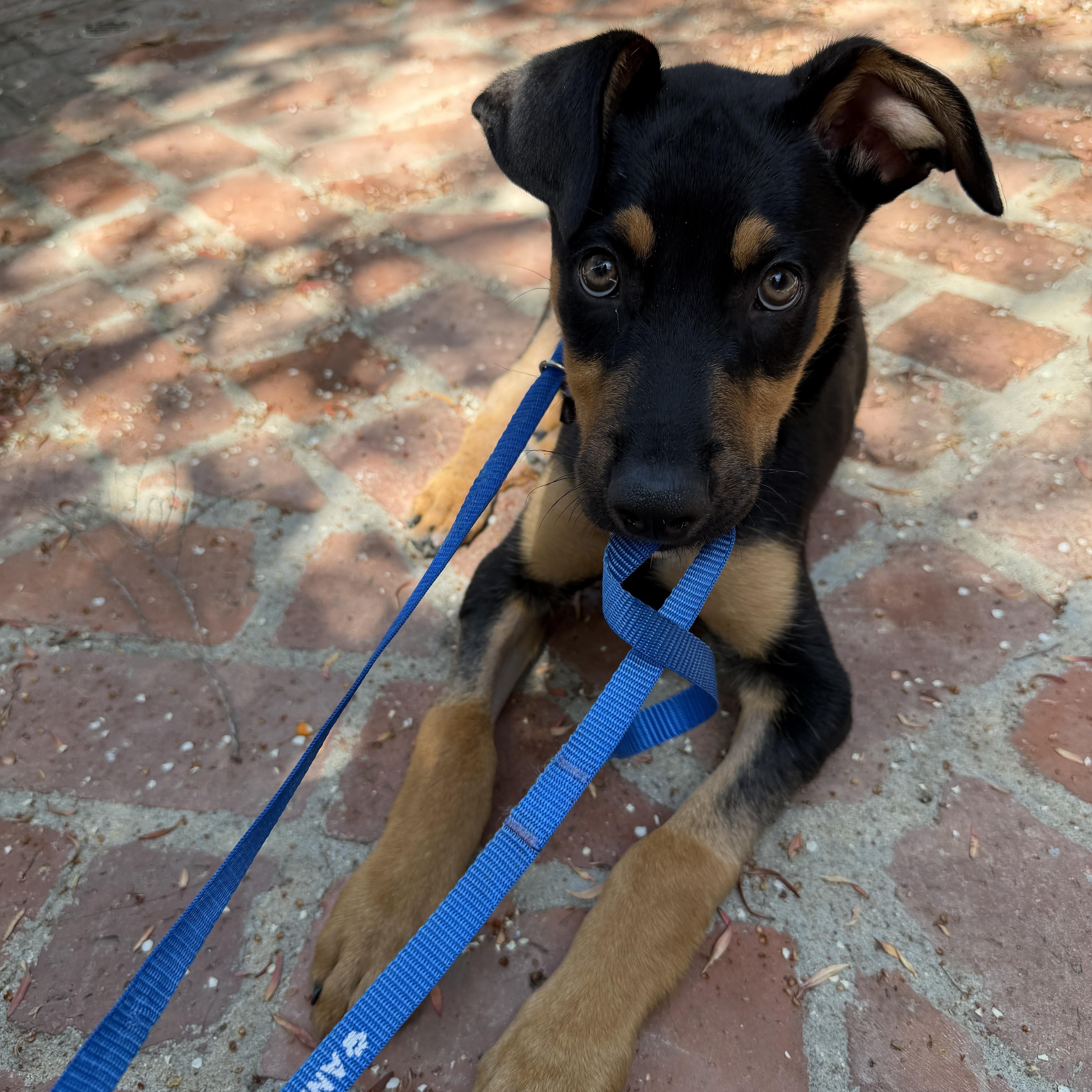 Enlarge Dibs, a ADOPTABLE mixed breed in Los Angeles, CA image 3/5