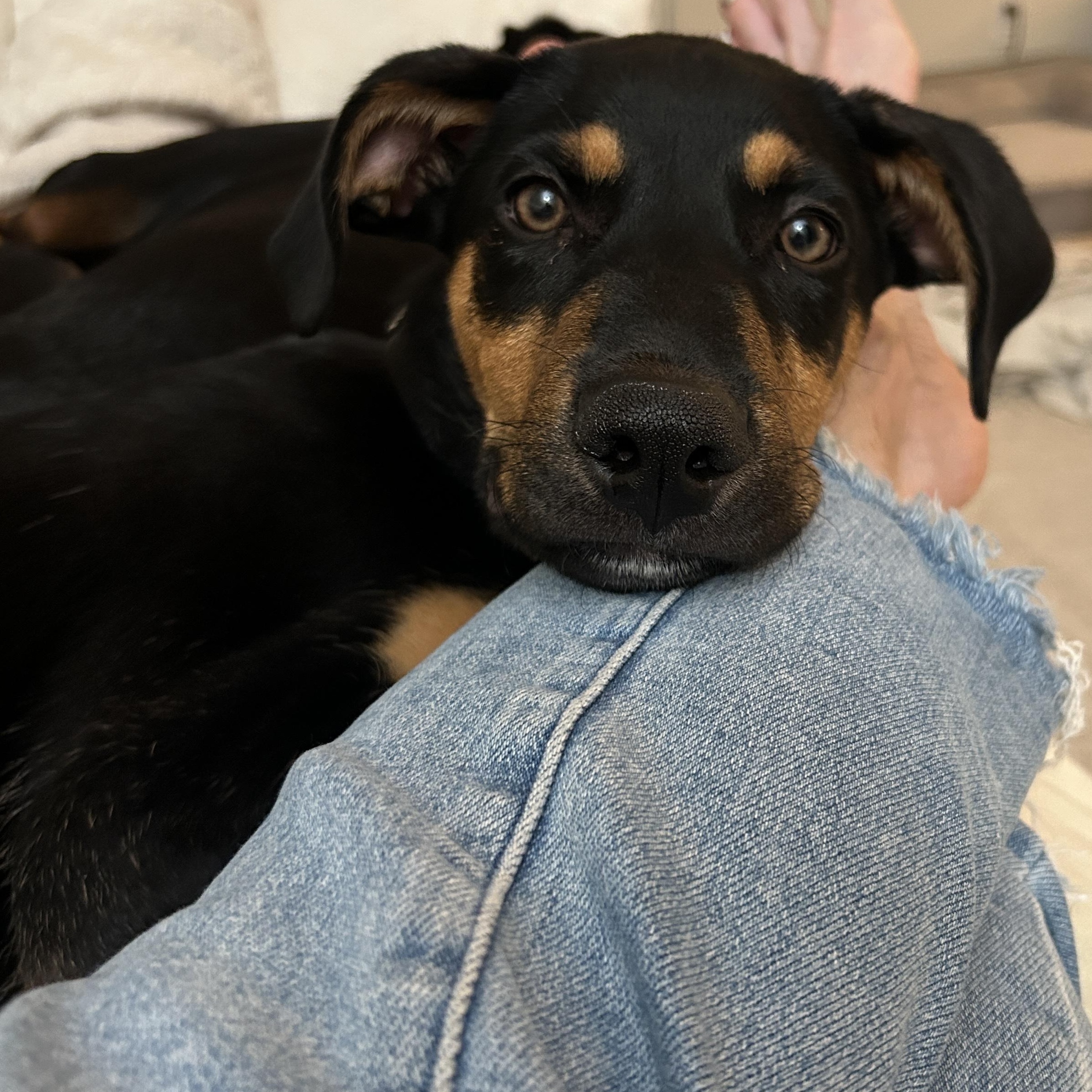 Enlarge Dibs, a ADOPTABLE mixed breed in Los Angeles, CA image 4/5