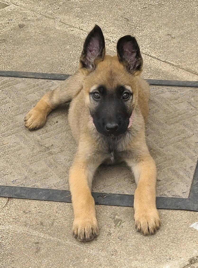 Enlarge Gianna CA, a Adopted Shepherd in Hillside, IL image 1/2