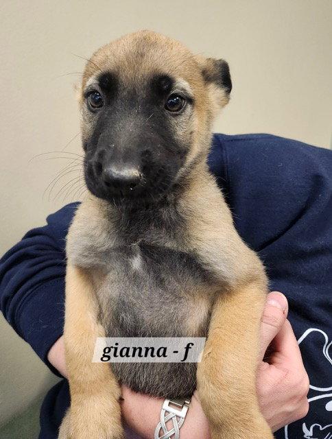 Enlarge Gianna CA, a Adopted Shepherd in Hillside, IL image 2/2