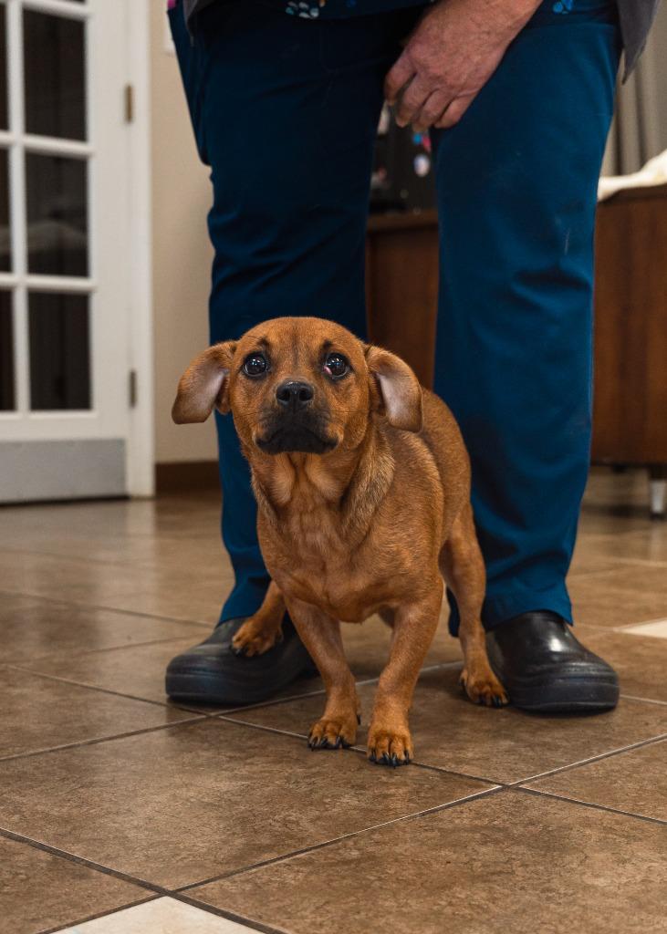 Enlarge Scoobs, a Adoptable mixed breed in Mocksville, NC image 1/6