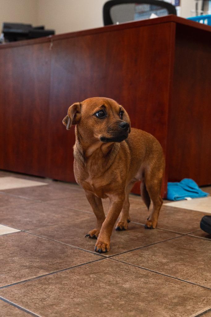 Enlarge Scoobs, a Adoptable mixed breed in Mocksville, NC image 2/6