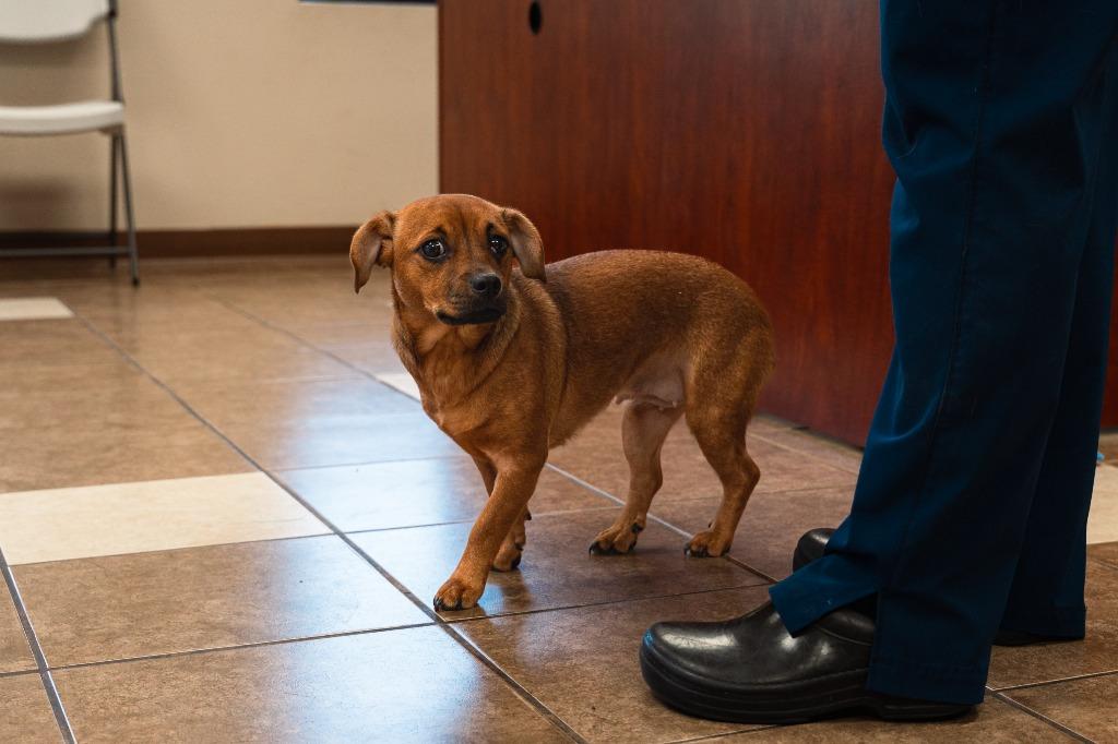 Enlarge Scoobs, a Adoptable mixed breed in Mocksville, NC image 3/6