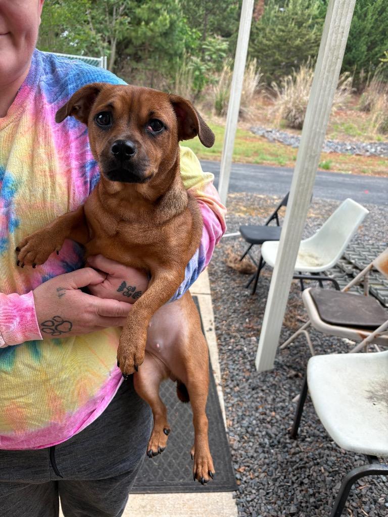 Enlarge Scoobs, a Adoptable mixed breed in Mocksville, NC image 4/6