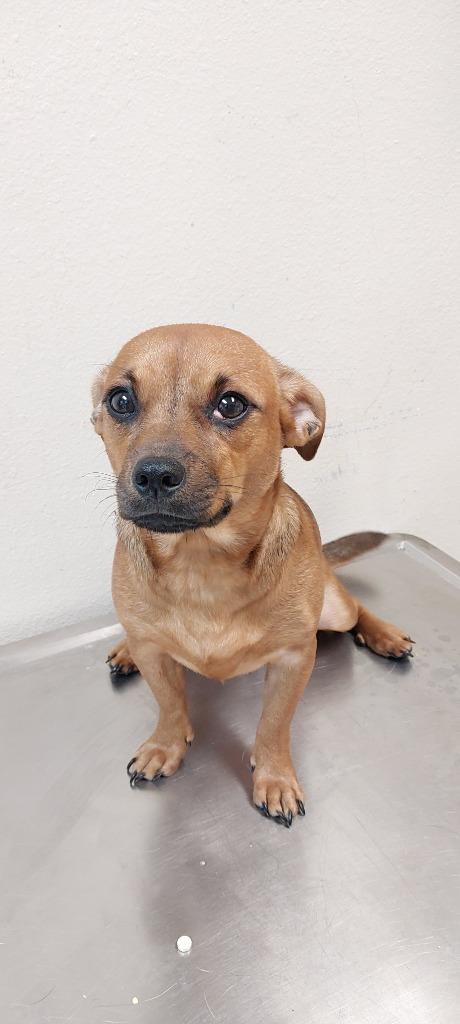 Enlarge Scoobs, a Adoptable mixed breed in Mocksville, NC image 5/6