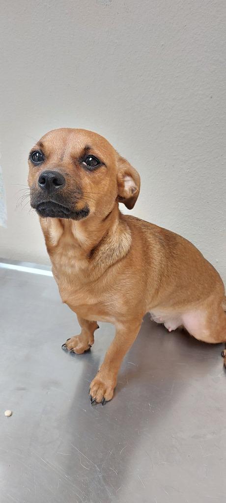 Enlarge Scoobs, a Adoptable mixed breed in Mocksville, NC image 6/6