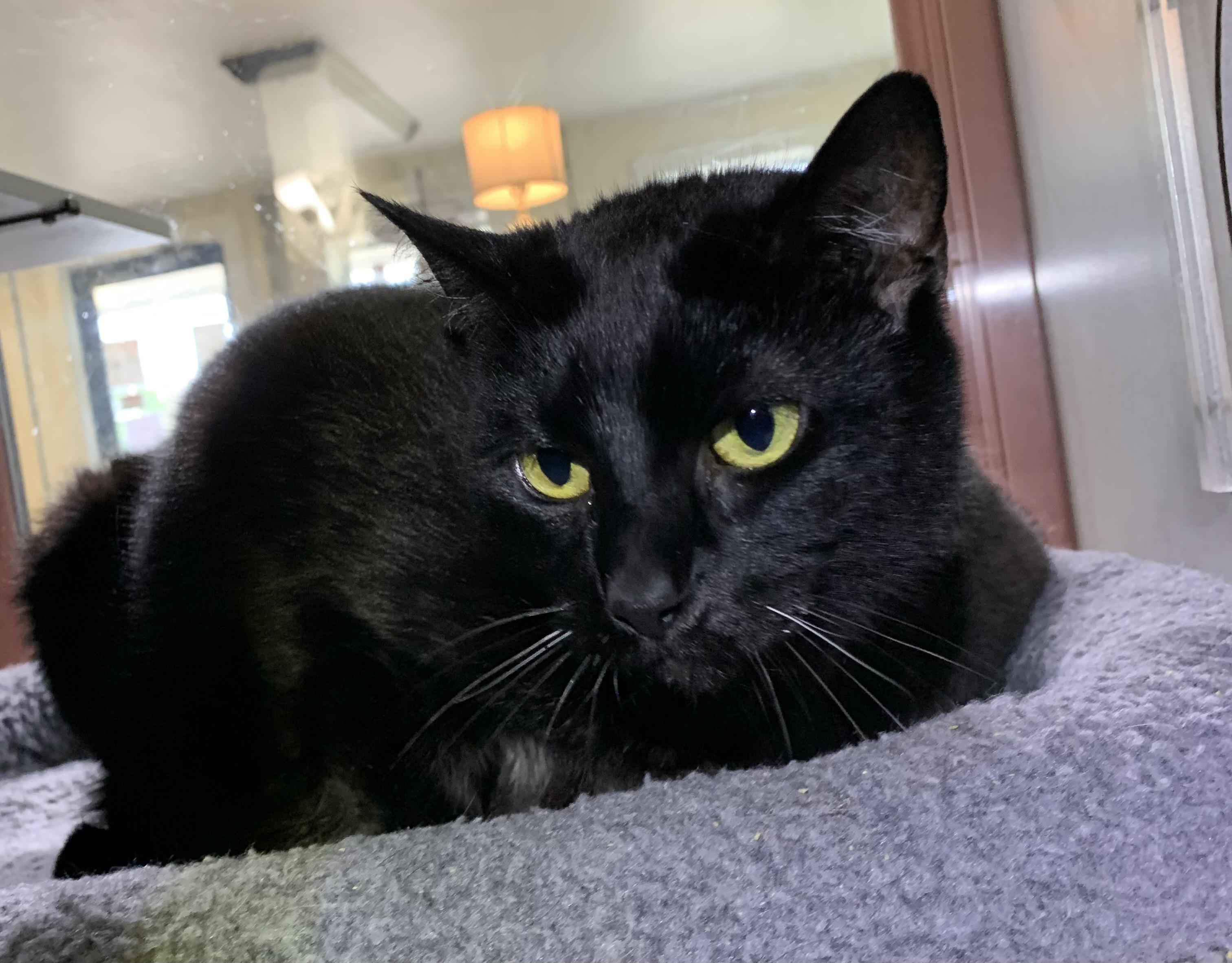 Nova, ADOPTABLE, Adult Female Domestic Short Hair.