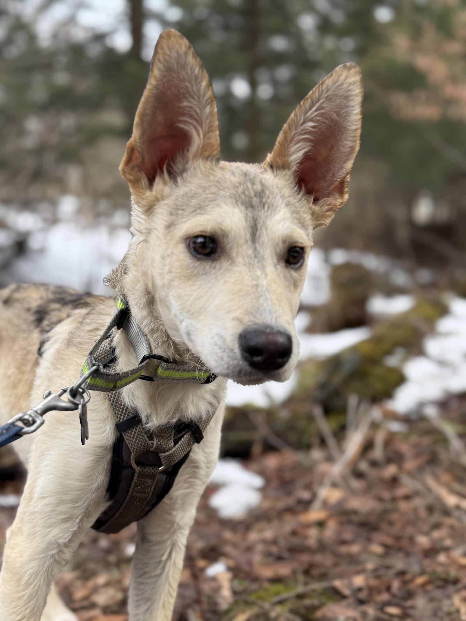 Vonn, a Adoptable Husky in Springville, NY image 1/3