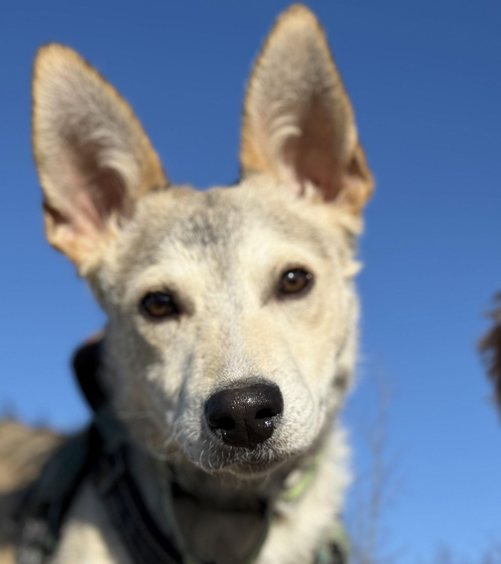 Enlarge Vonn, a Adoptable Husky in Springville, NY image 2/3