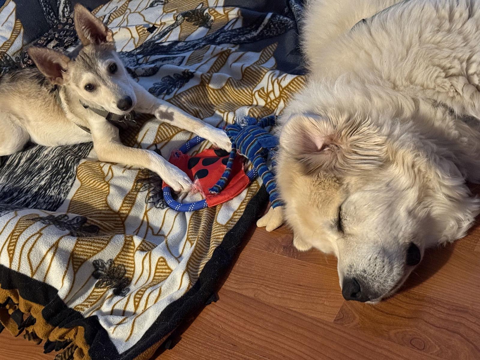 Vonn, a Adoptable Husky in Springville, NY image 2/3