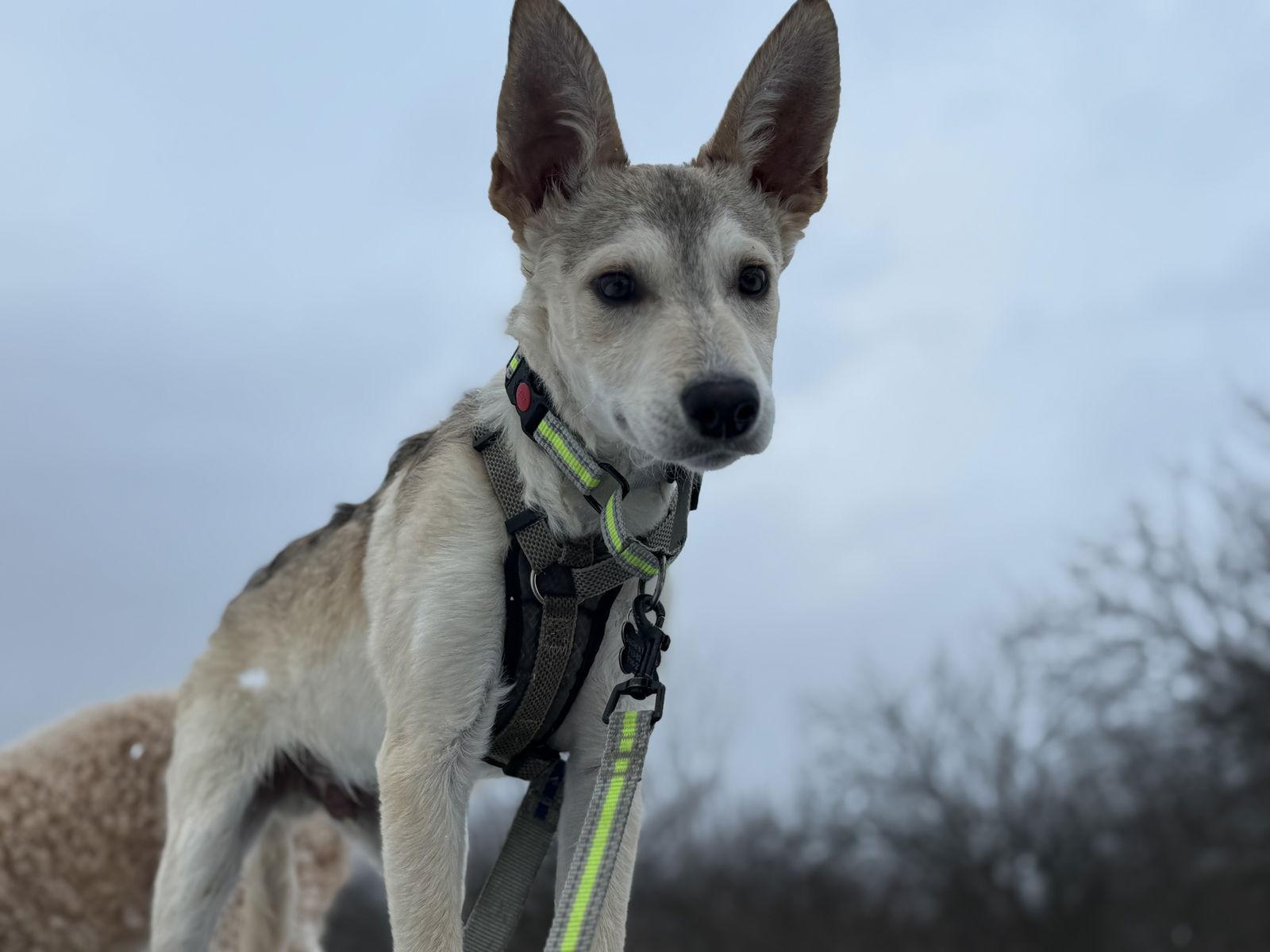 Vonn, a Adoptable Husky in Springville, NY image 3/3
