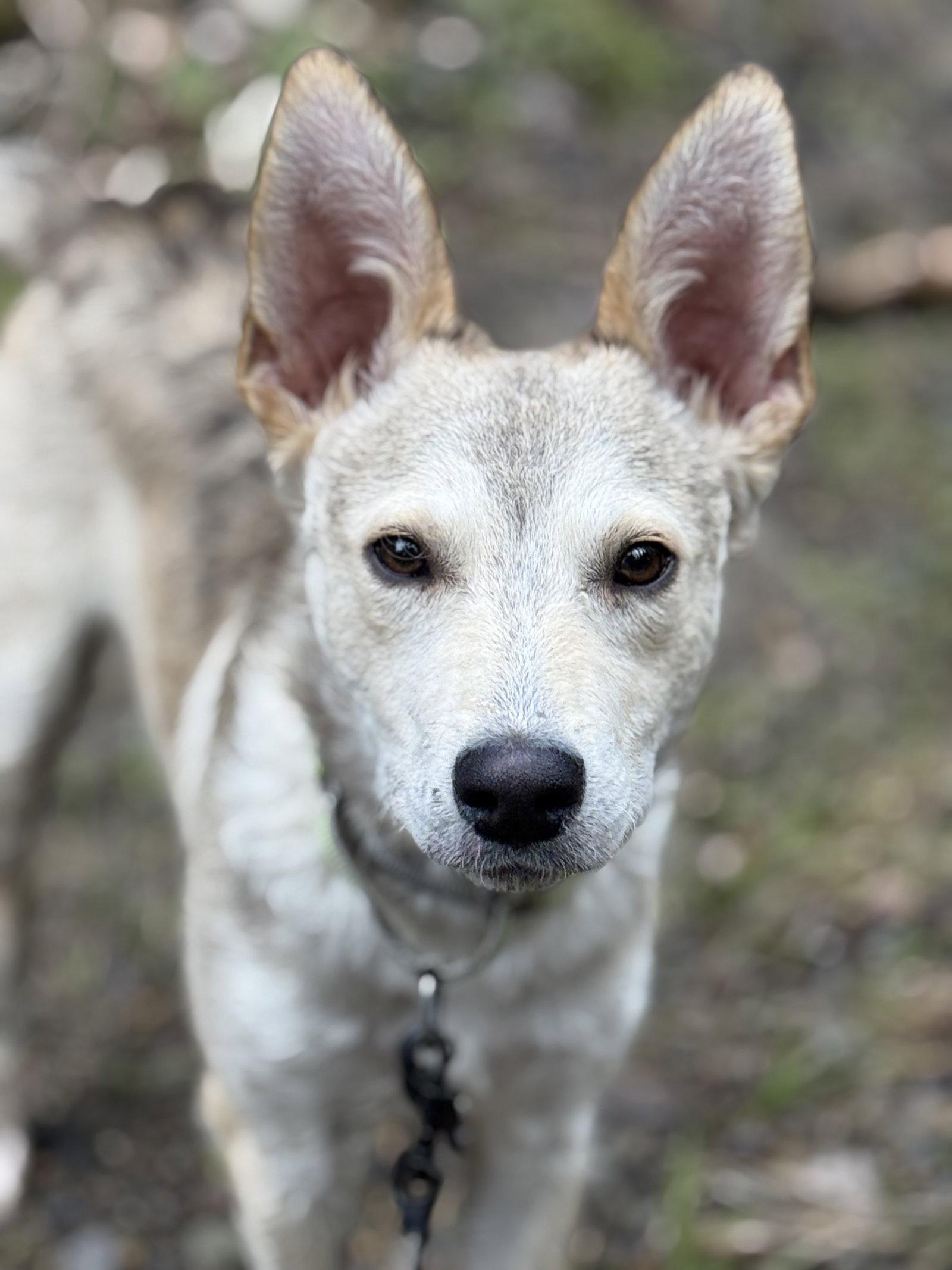 Enlarge Vonn, a Adoptable Husky in Springville, NY image 3/3