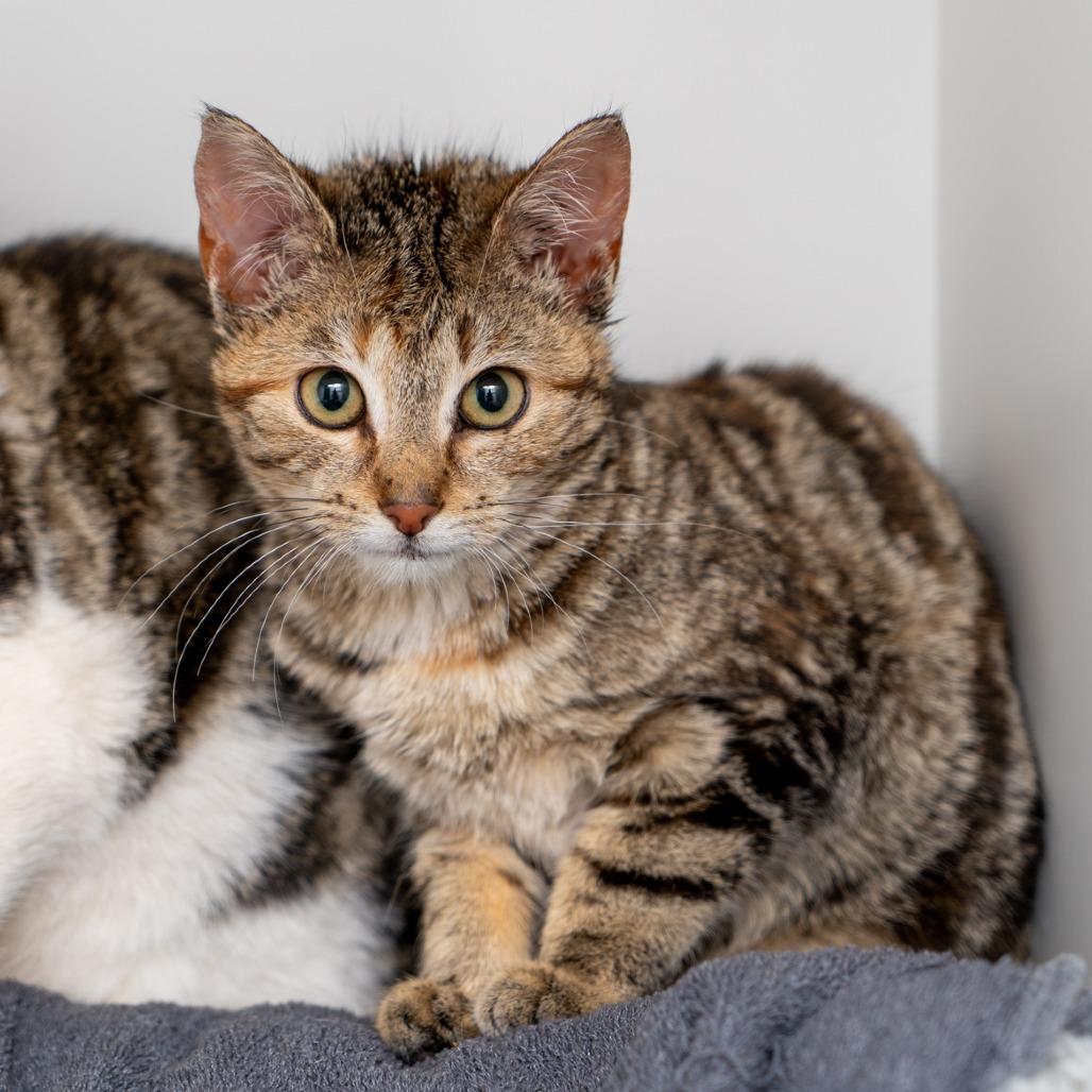 Joanna, a Adoptable Domestic Short Hair in New York, NY image 1/2