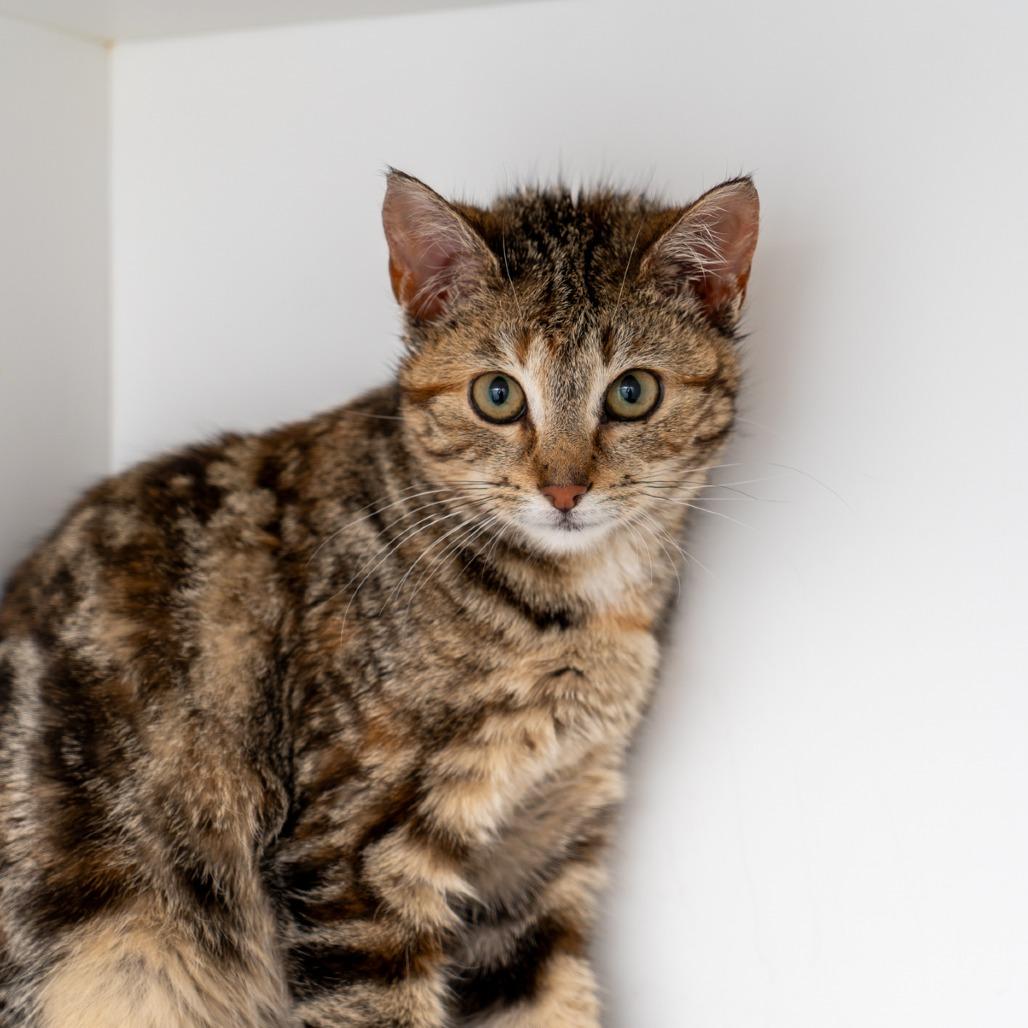 Joanna, a Adoptable Domestic Short Hair in New York, NY image 2/2
