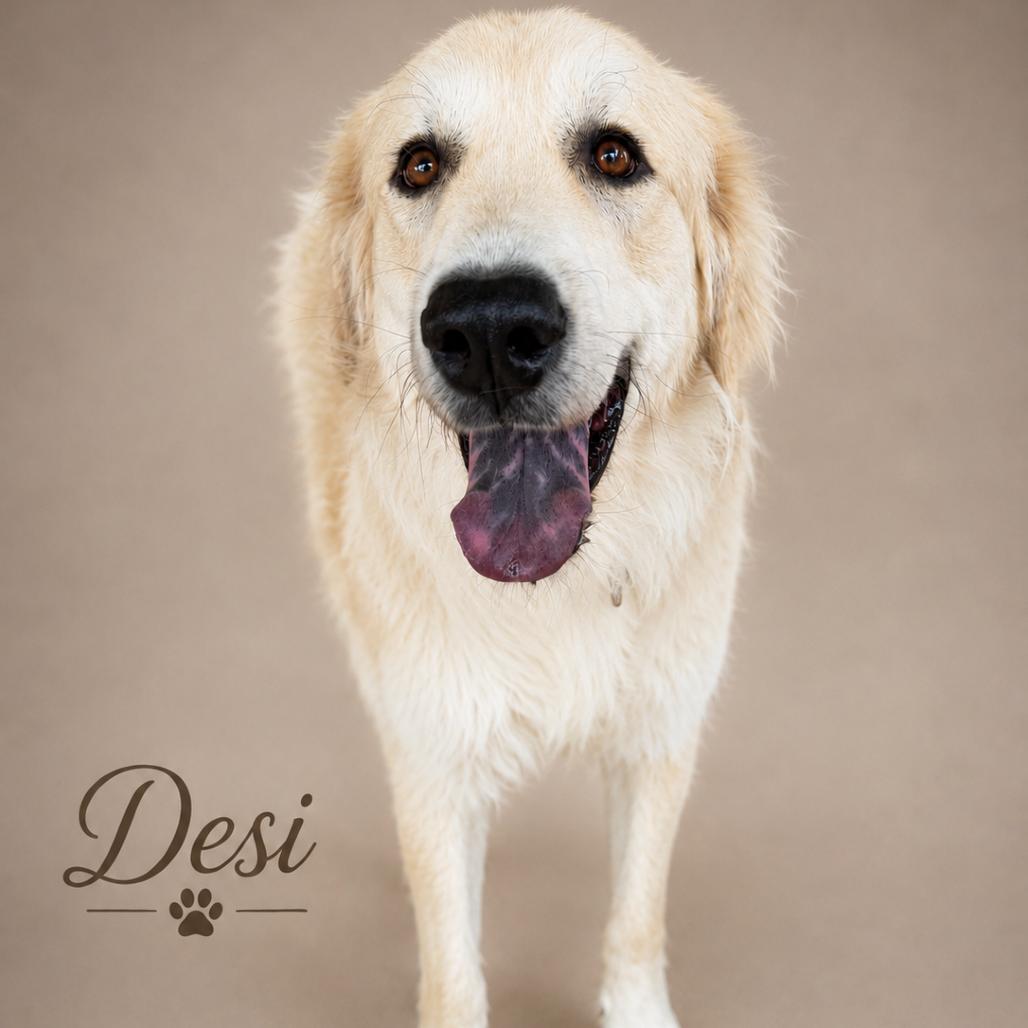 Enlarge Desi, a Adoptable mixed breed in Phoenix, AZ image 2/6