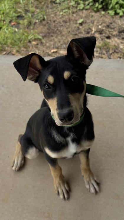 26-472 Sami, Adoptable, Puppy Male Doberman Pinscher & Mixed Breed.