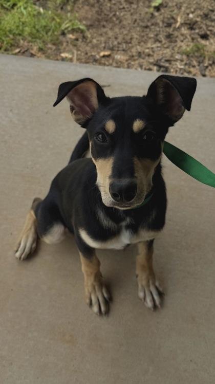 Enlarge 26-472 Sami, a Adoptable mixed breed in Barnesville, GA image 2/3