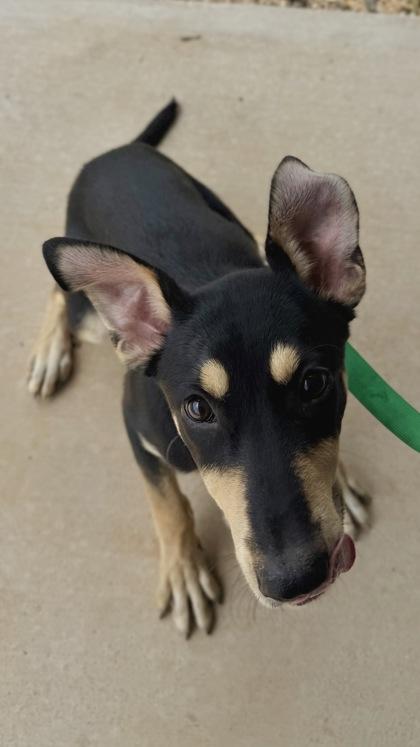 Enlarge 26-472 Sami, a Adoptable mixed breed in Barnesville, GA image 3/3