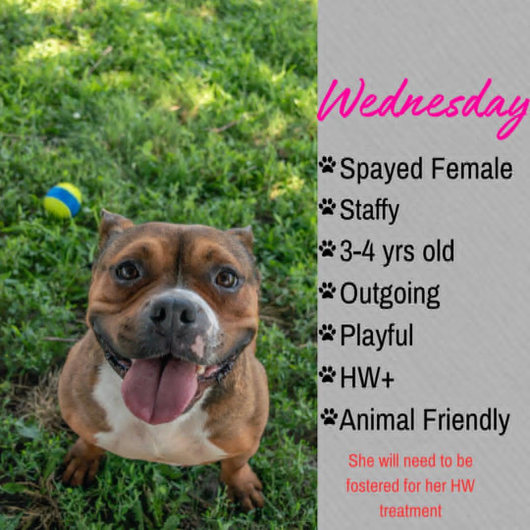 Wednesday, ADOPTABLE, Adult Female American Staffordshire Terrier.