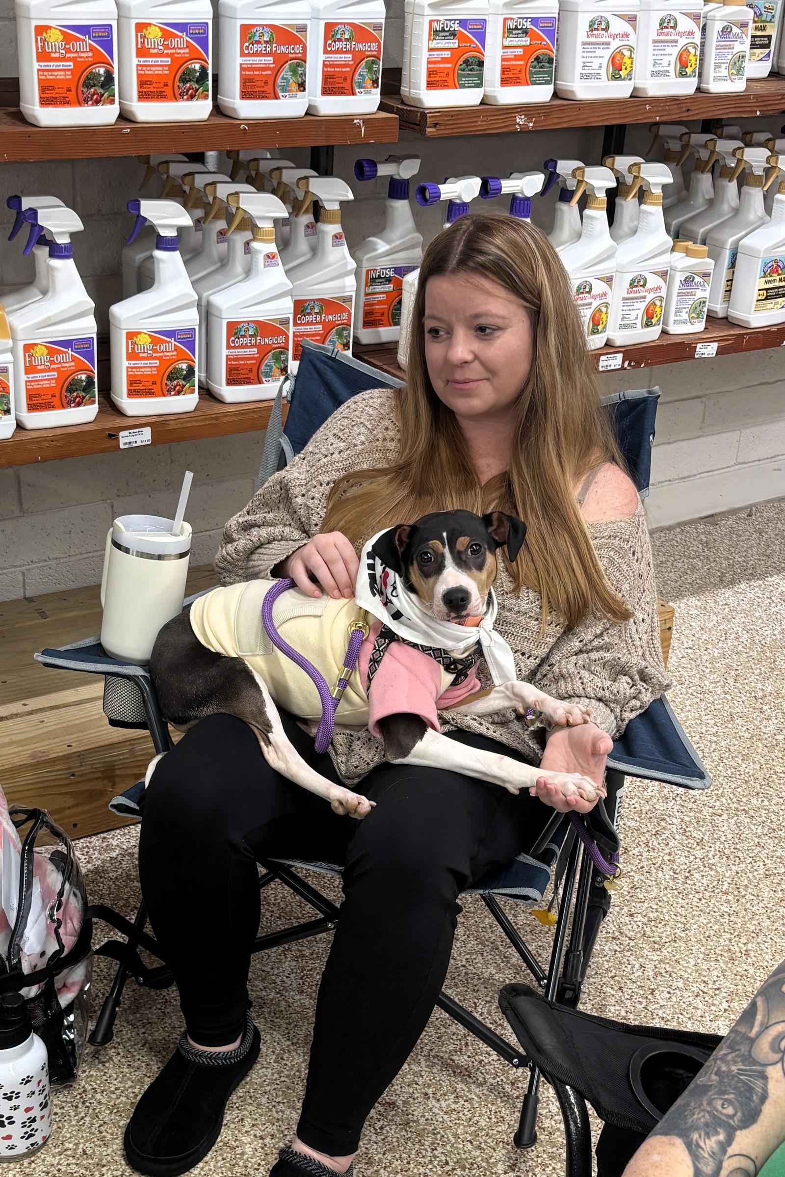 Enlarge Bacon, a Adoptable mixed breed in Auburn, GA image 1/3