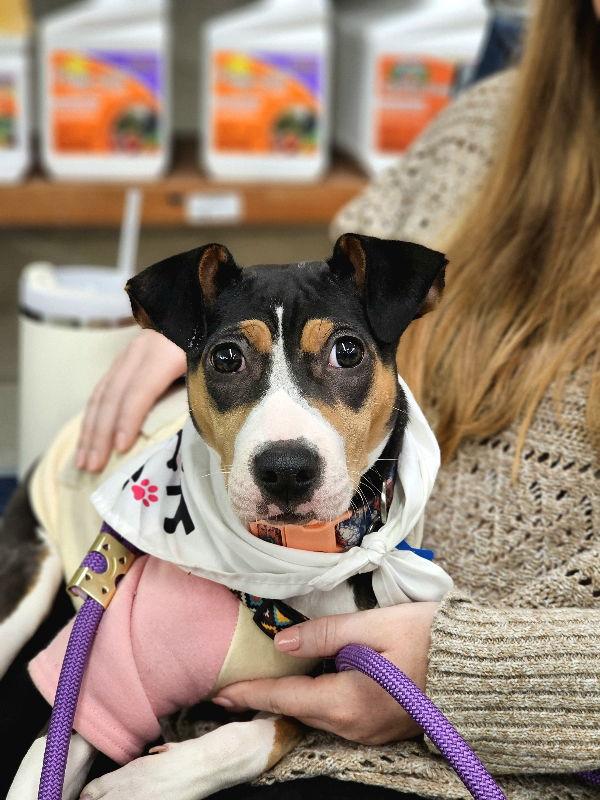 Enlarge Bacon, a Adoptable mixed breed in Auburn, GA image 2/3