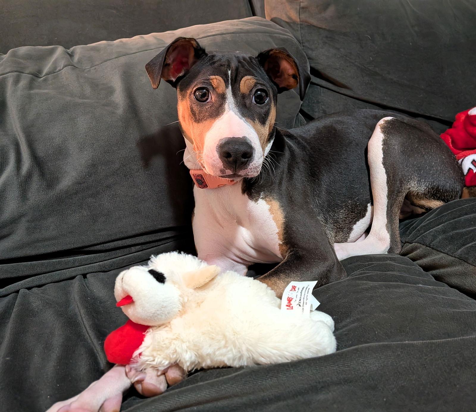 Enlarge Bacon, a Adoptable mixed breed in Auburn, GA image 3/3