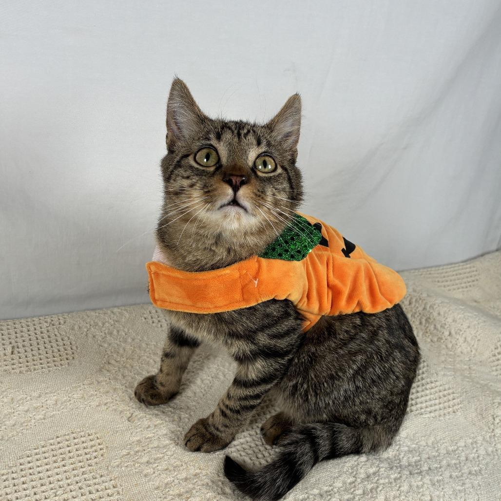 Enlarge Sherman, a Adoptable Domestic Short Hair in Johnson City, TN image 1/6
