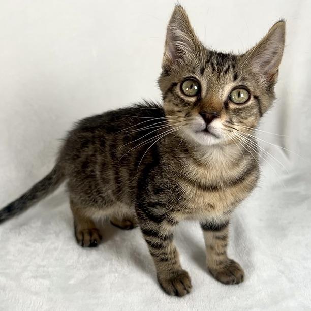 Enlarge Sherman, a Adoptable Domestic Short Hair in Johnson City, TN image 2/6