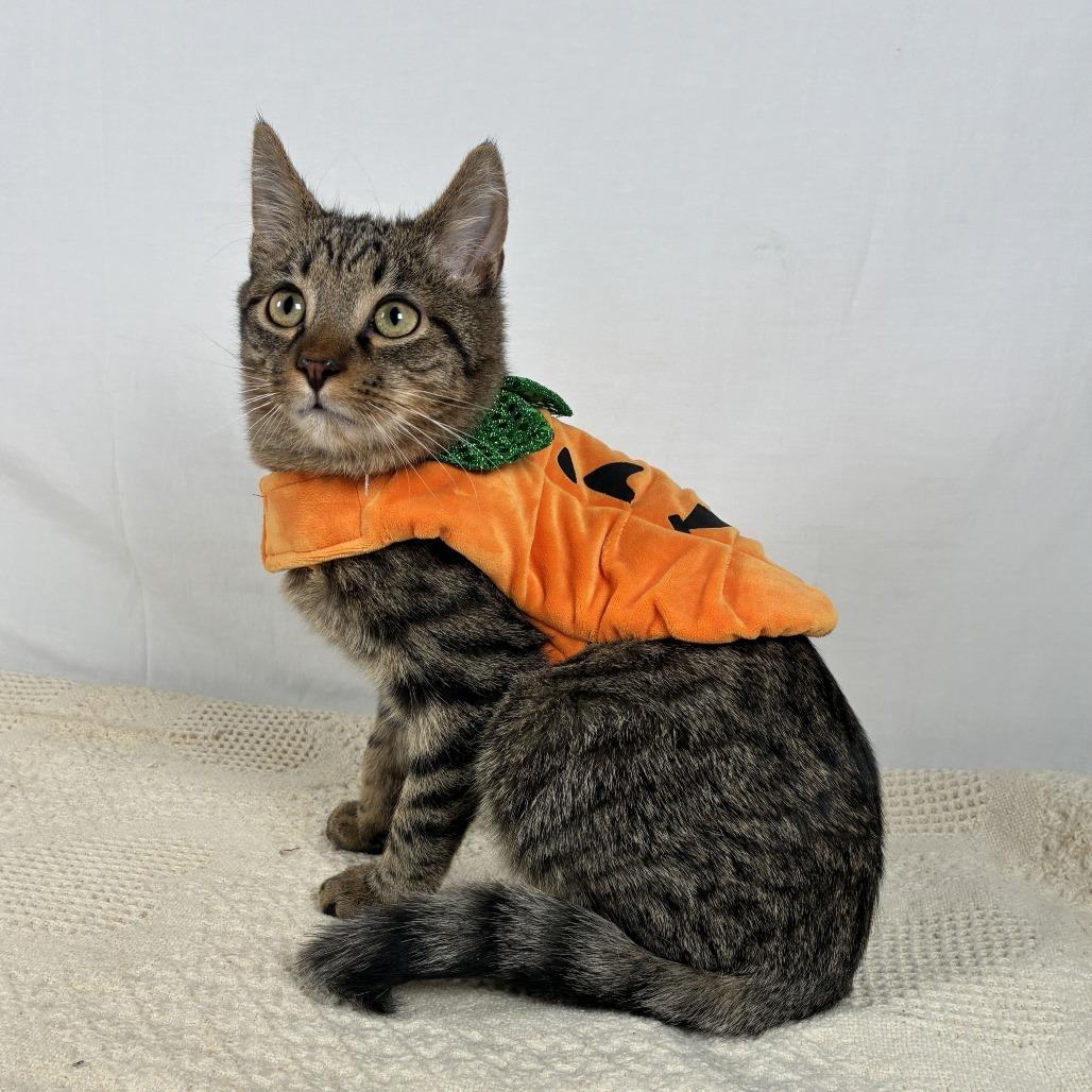 Enlarge Sherman, a Adoptable Domestic Short Hair in Johnson City, TN image 3/6