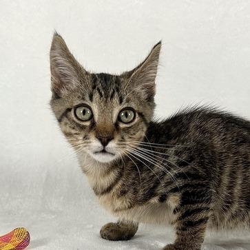 Enlarge Sherman, a Adoptable Domestic Short Hair in Johnson City, TN image 4/6