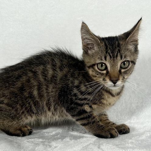 Enlarge Sherman, a Adoptable Domestic Short Hair in Johnson City, TN image 5/6