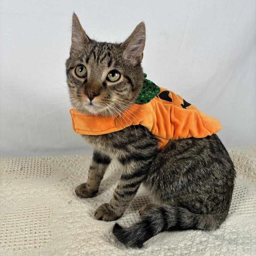 Enlarge Sherman, a Adoptable Domestic Short Hair in Johnson City, TN image 6/6